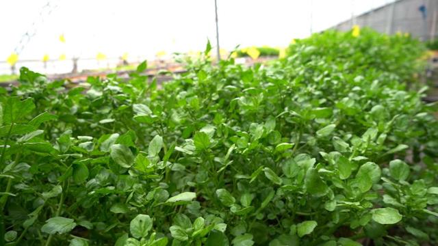 春日寻鲜｜蔬菜喝“鱼汤”，笑当好“棚友”！鱼菜如何共生？快来一探究竟