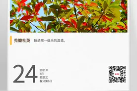 湖湘自然历丨在春天，种一棵树⑭寻常杜英，别样温柔图片