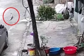 生死逃亡！越南一条被捕获的鱼从盆里跳出逃进下水道图片