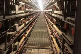 智能化饲养，一人轻松管理10万只蛋鸡，单饲料成本就可节省30图片