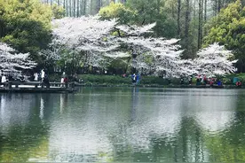 杭州：西湖樱花盛开美如画图片
