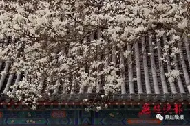 天似青花瓷 一树繁花在等你：看风景的你，其实也在风景里图片