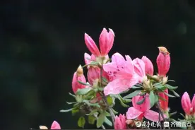 安徽金寨县大别山，野生的映山红红艳艳图片