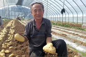 大丰收！平度市仁兆镇130多亩大棚土豆变身村民“致富豆”图片