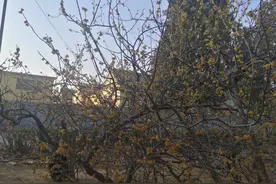 青未了｜《五百年前的腊梅，一株活着的岁月》图片