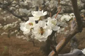 泰山脚下万亩古梨树梨花绽放 花期可持续到4月末图片