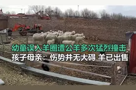 内蒙古一幼童误入羊圈遭公羊多次猛烈撞击，监控画面令人揪心图片