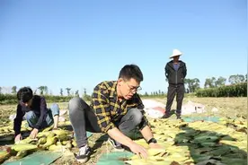 “中国鲜食玉米之乡”借力阿里数字化技术打造黄金产业图片