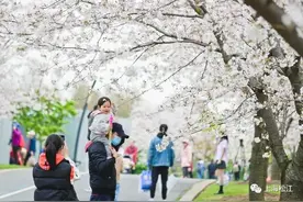 八成以上绽放，辰山植物园染井吉野樱迎来最佳观赏期图片