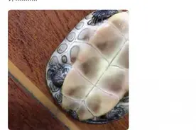 网上售卖“乌龟盲盒”，卖家称“不退不换、不能晒图”，快递为何能寄活物？图片