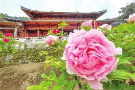 山寺牡丹正芳菲！闽侯大湖乡迎来最佳赏花期图片