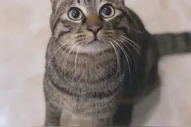 小猫跌落烟道被困37天生还！从12斤瘦到2斤，见到输液管也想吃图片