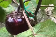 22秒|东营广饶：大棚种植奔富路 拎稳群众“菜篮子”视频封面