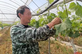 “疯狂”的葡萄：从1万亩扩至10万亩，每亩租金平均涨千元，西昌种葡萄“一地难求”图片