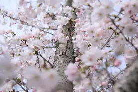 草长“樱”飞春正好！江苏13个市的赏樱秘境等你来开启图片