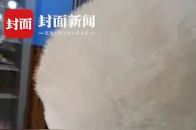 重庆女孩养羊驼爱吃辣椒面，还一脸享受！主人：它口味重图片