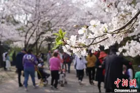 无锡国际赏樱周重启 中外友情再升温图片