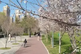 石津灌渠文化公园早樱开了，一起去看看吧图片