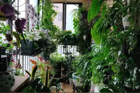 4.5平方米阳台种60多种植物！西安女子将家变成“小森林”图片