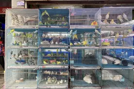 画眉、鹩哥等被列入保护动物，之前养的还能遛吗？图片