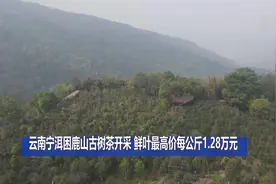 云南宁洱困鹿山古树茶开采 鲜叶最高价每公斤1.28万元视频封面
