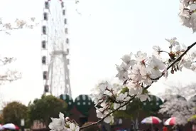 共赴“樱”缘！上海顾村公园染井吉野樱进入最佳观赏期视频封面