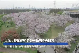 上海：樱花绽放 共赴一场与春天的约会视频封面