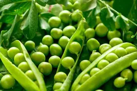 鲜豌豆的保存小妙招，学会这几步，放几个月都不坏，翠绿又新鲜图片