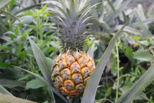 美食｜吃货看过来，菠萝的这些吃法你知道吗