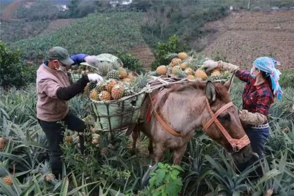 美食｜吃货看过来，菠萝的这些吃法你知道吗