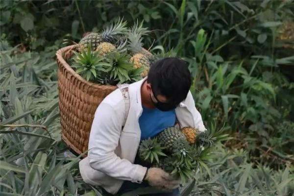 美食｜吃货看过来，菠萝的这些吃法你知道吗