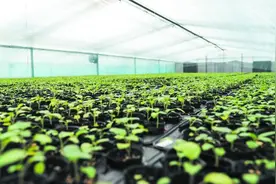 丝瓜藤“长”出苦瓜苗 产量倍增 农民尝到苦瓜“甜”图片