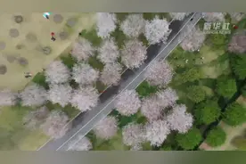 上海辰山植物园樱花灿烂，漫步在1500米樱花大道感受春天视频封面