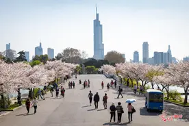 南京：樱花烂漫春光好图片