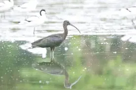 罕见！惠州首次发现国家一级保护动物彩鹮图片