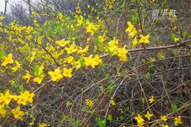 阳春三月 连翘花开视频封面