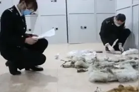 满洲里海关移交走私进境的野生动物及制品