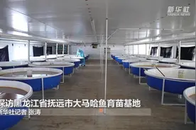 探访黑龙江省抚远市大马哈鱼育苗基地视频封面