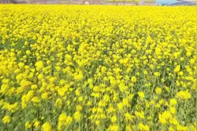 73秒｜清香四溢 美不胜收！淄博漫山遍野油菜花开春意浓图片