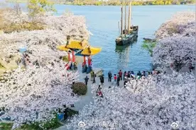 樱花烂漫 美如仙境图片