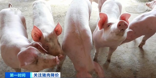 猪肉价格跌破20元！销量还大降50%？！十字路口，养殖户怎么走？弃养还是扩大规模？