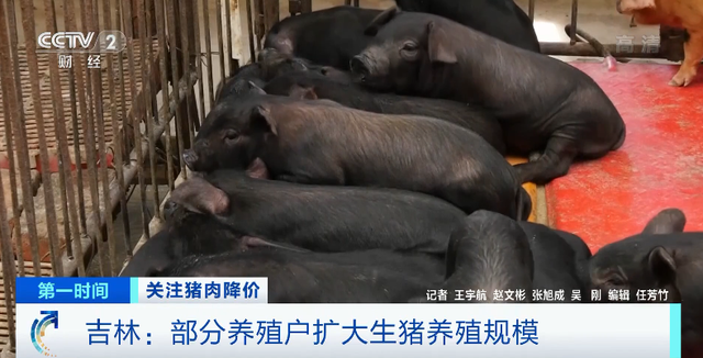猪肉价格跌破20元！销量还大降50%？！十字路口，养殖户怎么走？弃养还是扩大规模？