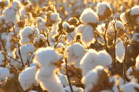 原来人民币都是棉花做的？10斤棉花就能变成一车钱？揭秘制作全过程图片