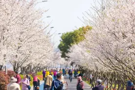 明早清晨，相约杭城最美樱花大道跑起来，来小时社群晒图，送锅图片