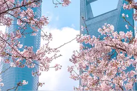 春日限定｜你的樱花壁纸已送达，请查收图片