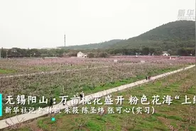 无锡阳山 ：万亩桃花盛开 粉色花海“上线”视频封面