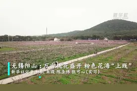 无锡阳山 ：万亩桃花盛开 粉色花海“上线”视频封面