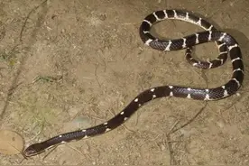 云南发现新物种“素贞环蛇”，是你吗，白娘子？图片