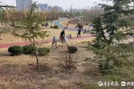 “得儿，驾！”聊城草地上现骏马奔腾图片