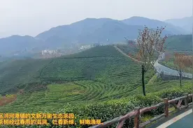 又到新茶飘香时，信阳毛尖春茶进入全面开采模式图片